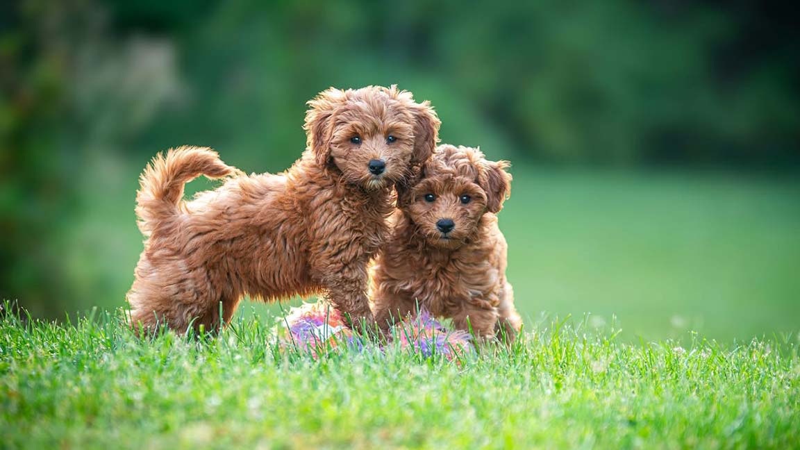 Goldendoodle Growth and Size Guide Puppy Blog
