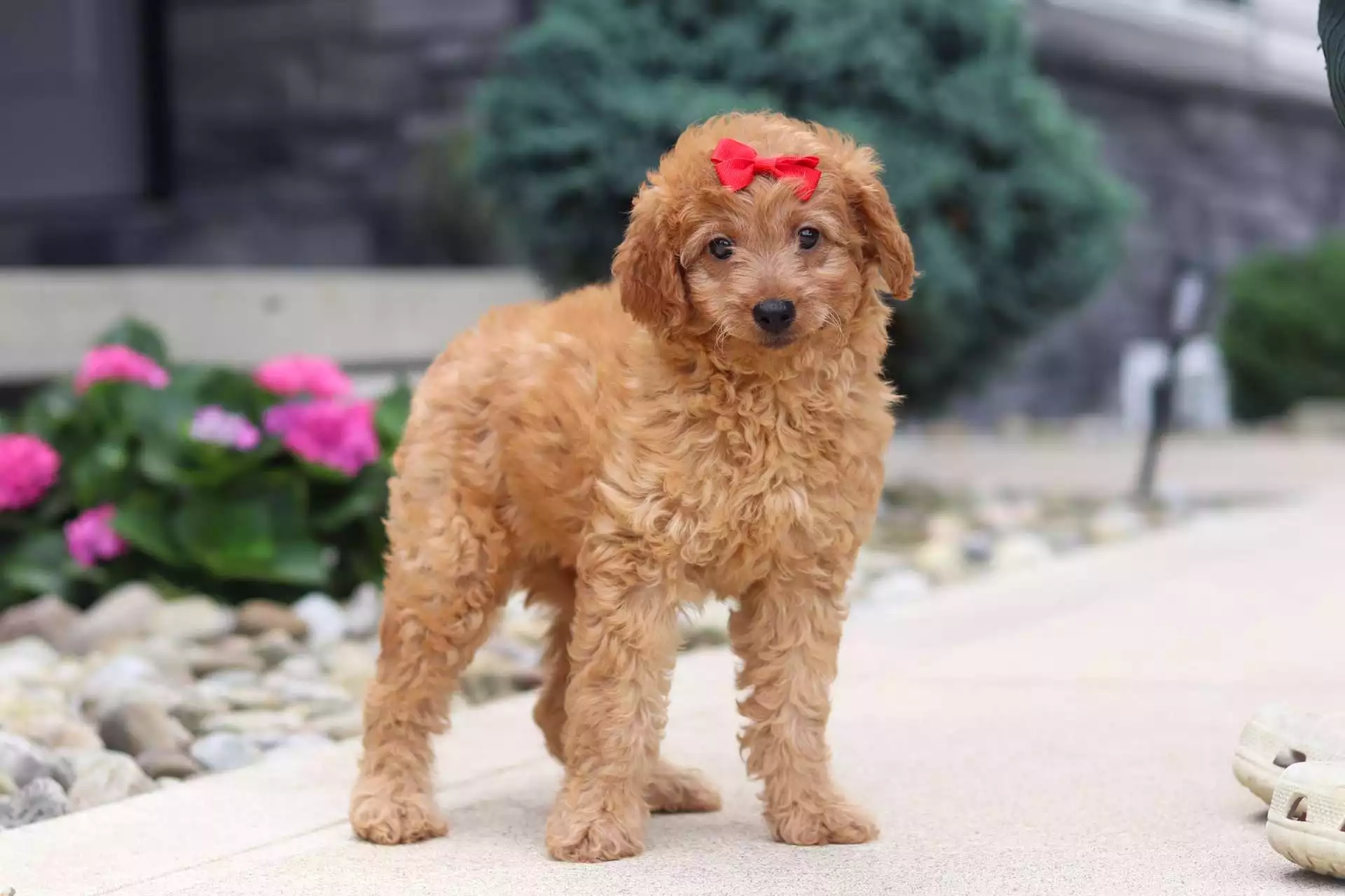 Buttercup puppy for sale in USA