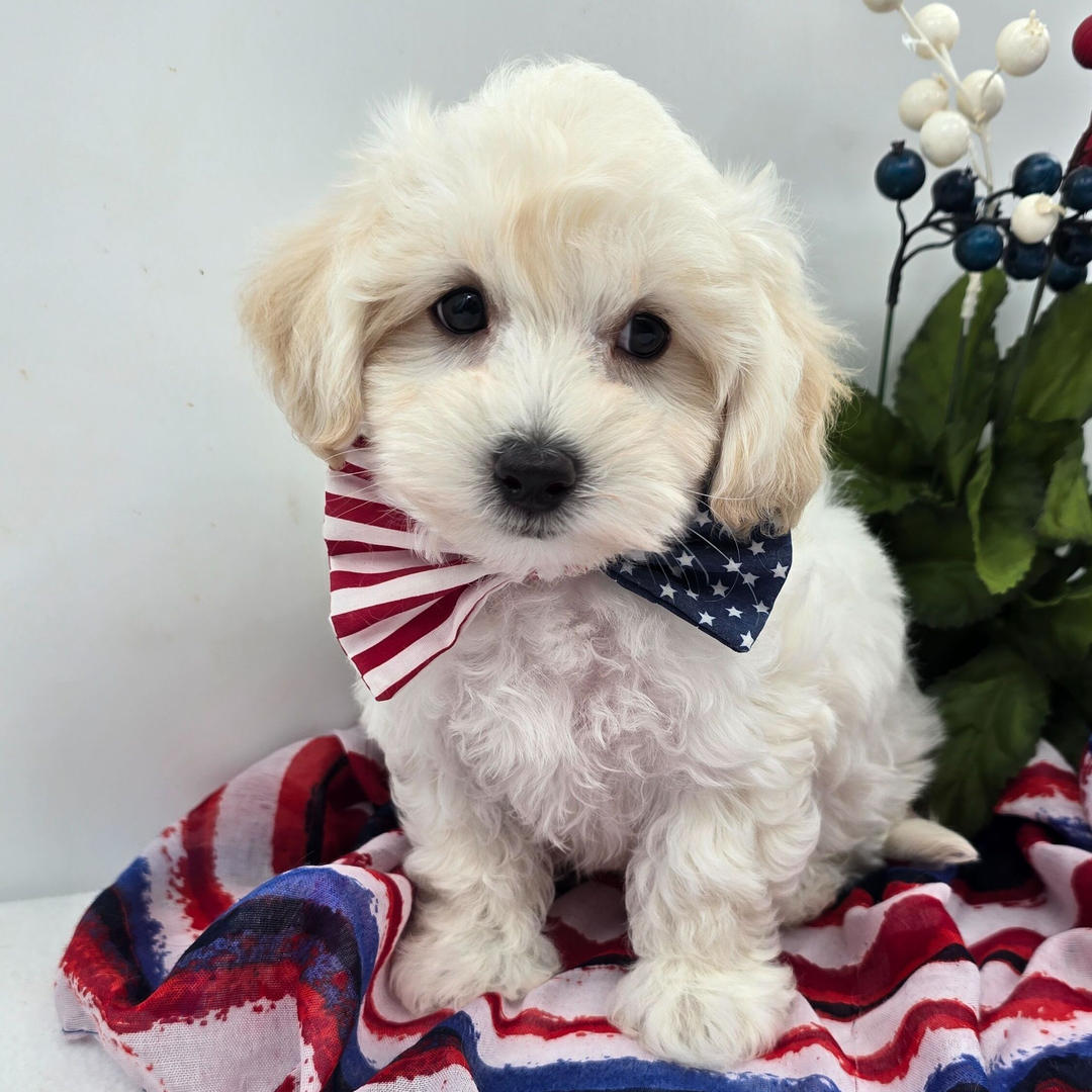 Jarvis puppy for sale in USA