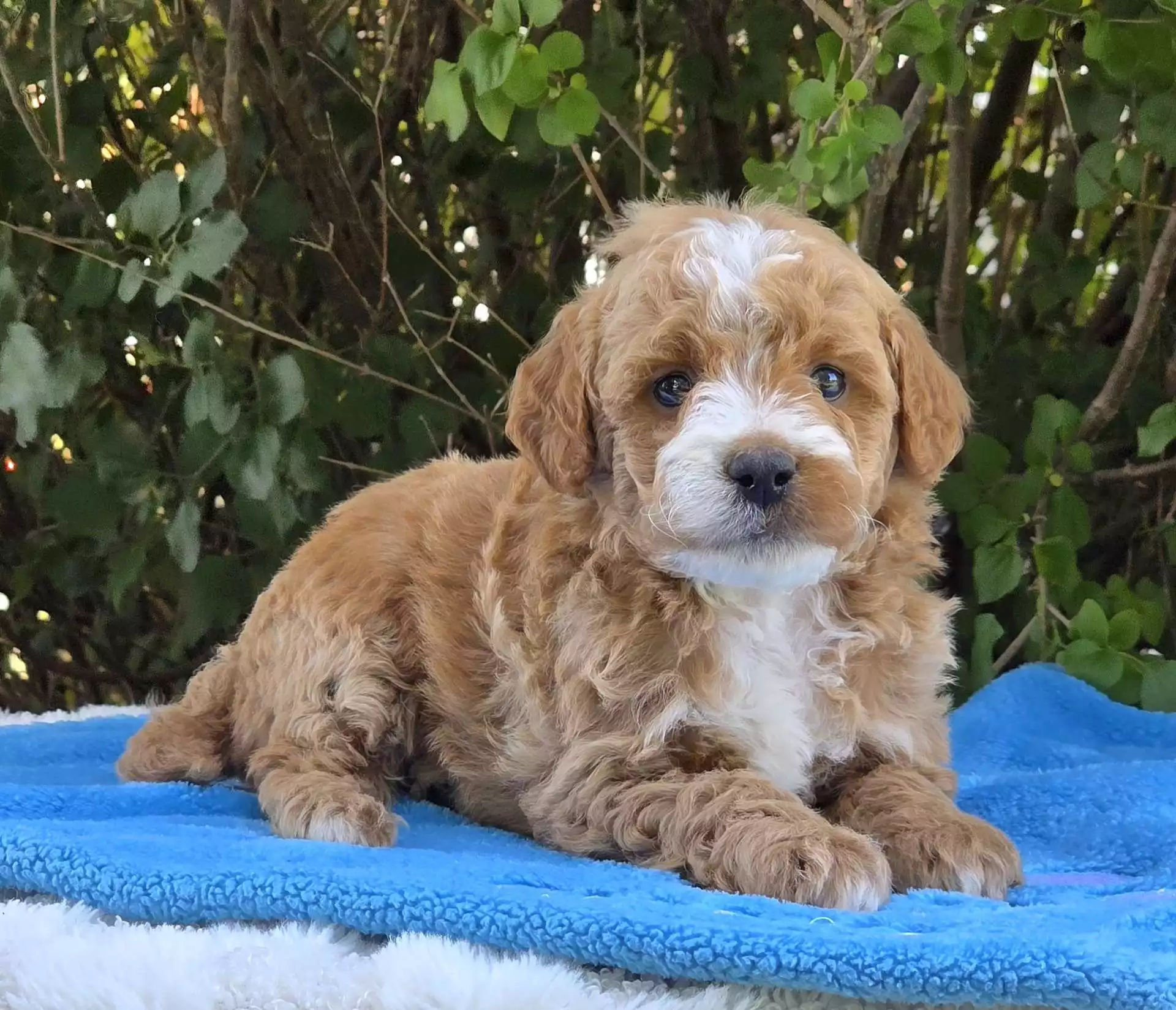 Romeo puppy for sale in USA