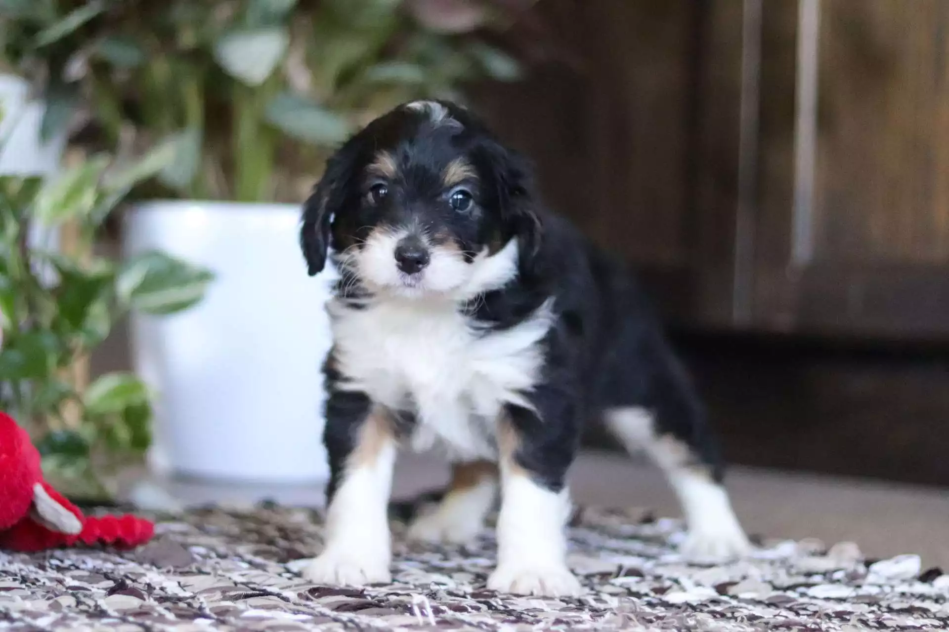 Puppy Image