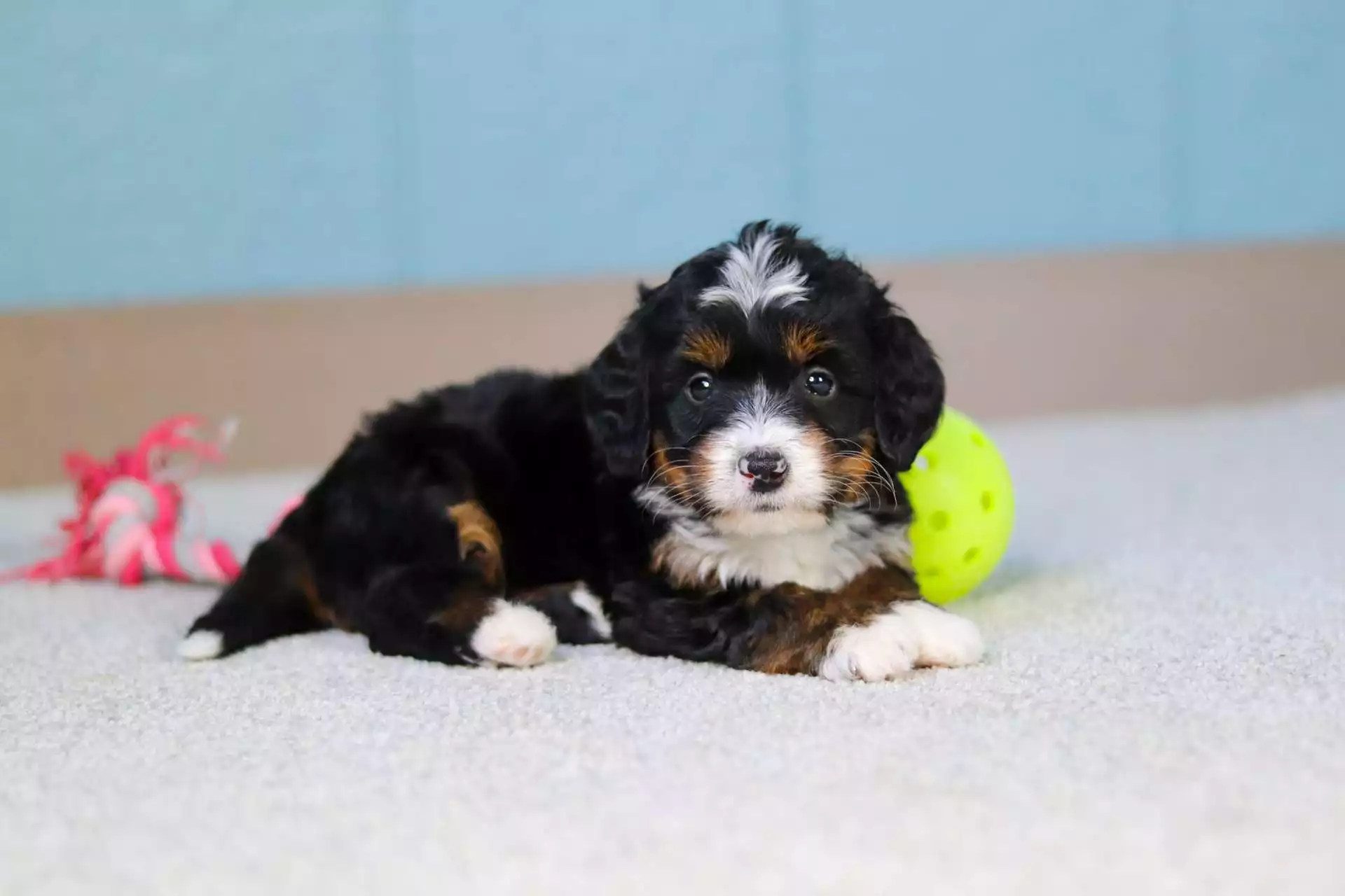 Puppy for Sale