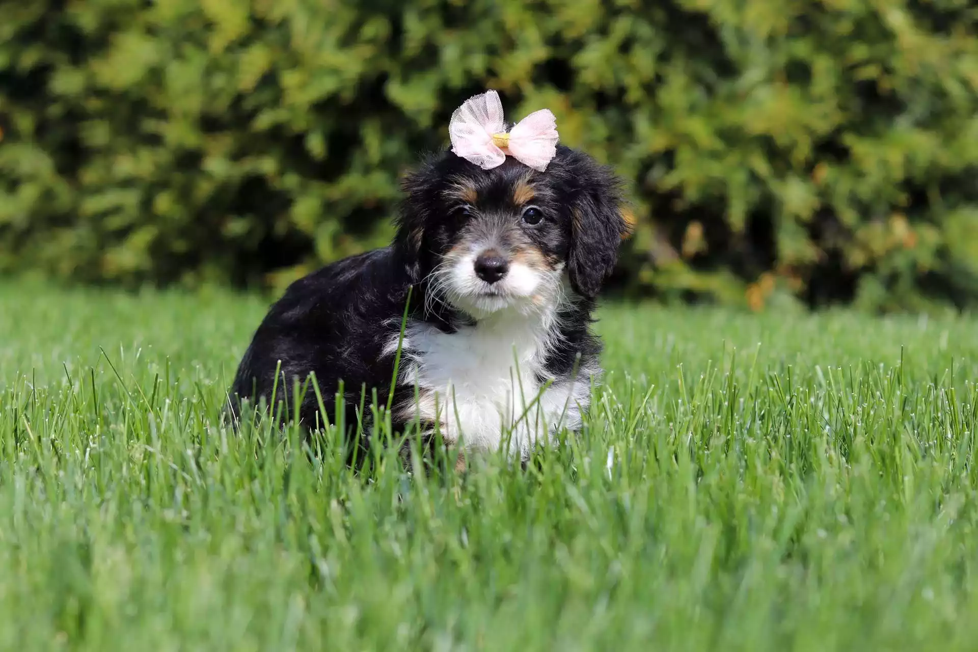 Puppy Image