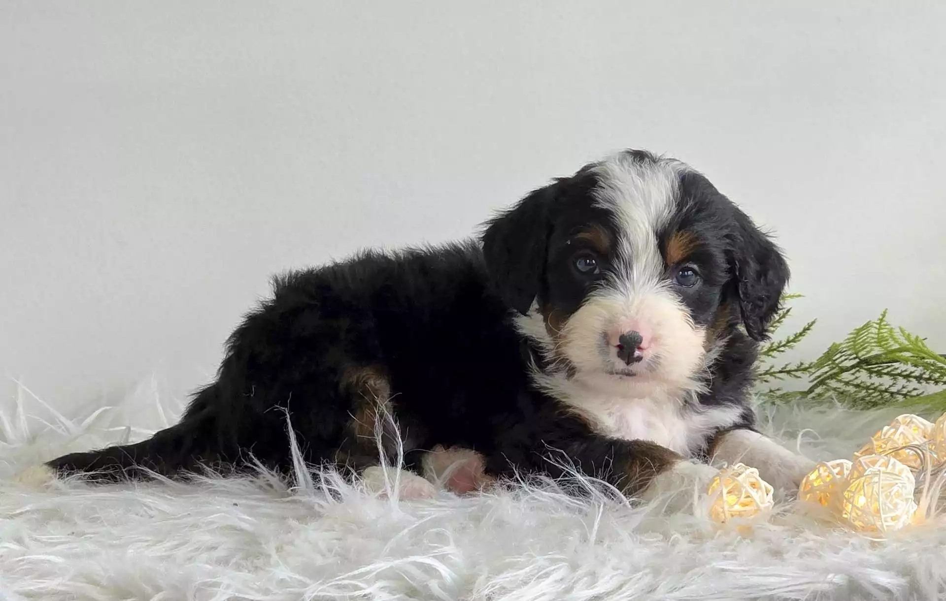 Puppy for Sale