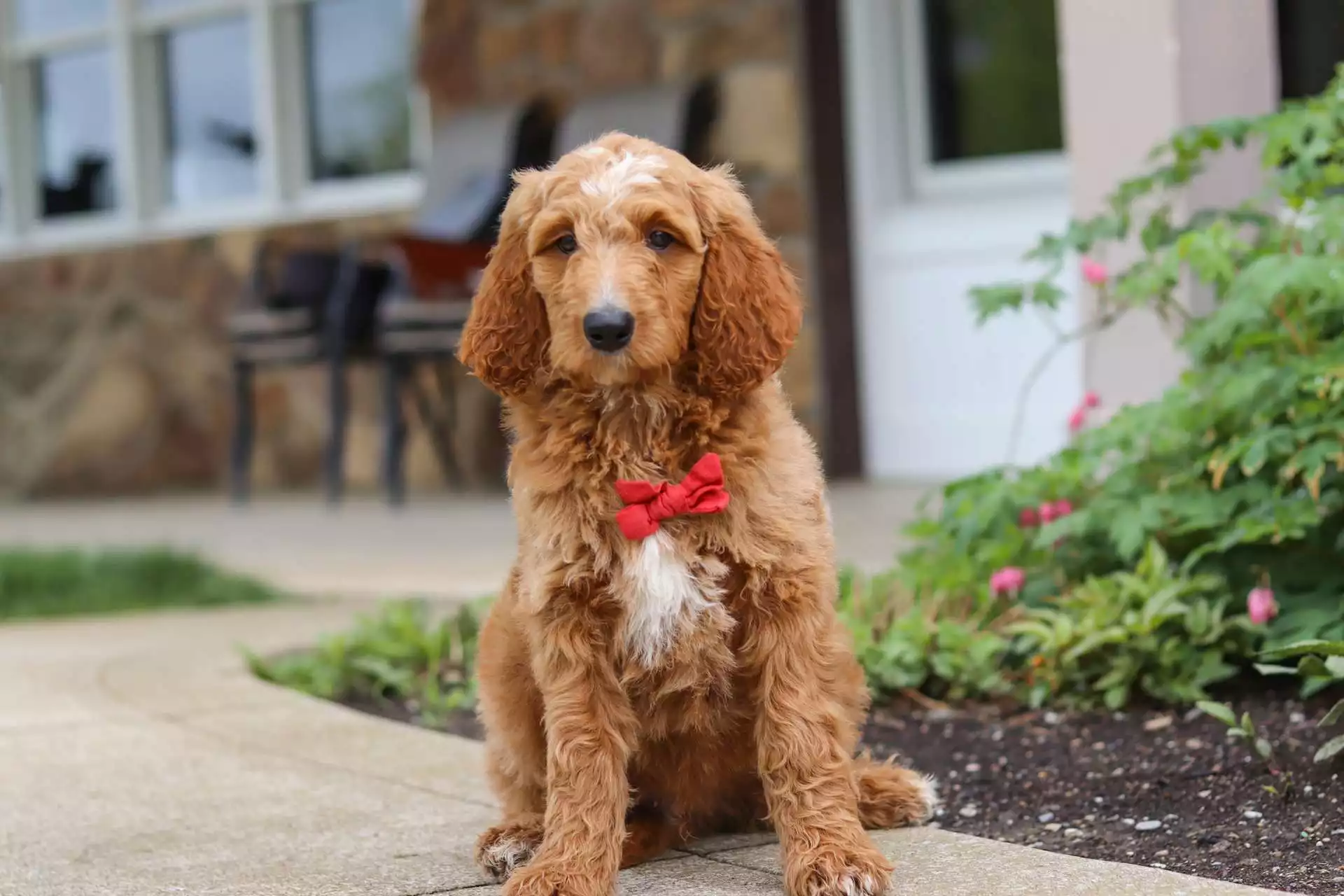 Puppy Image