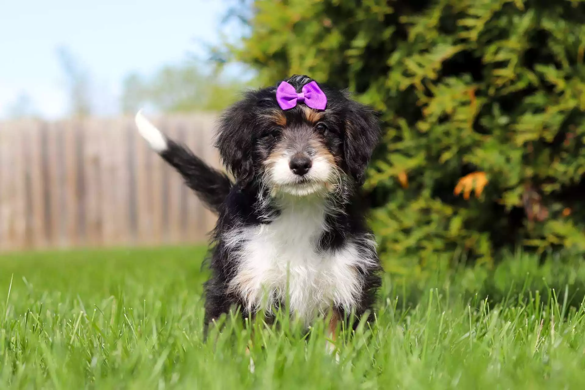 Puppy Image