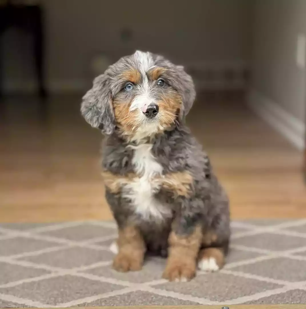 Puppy Image