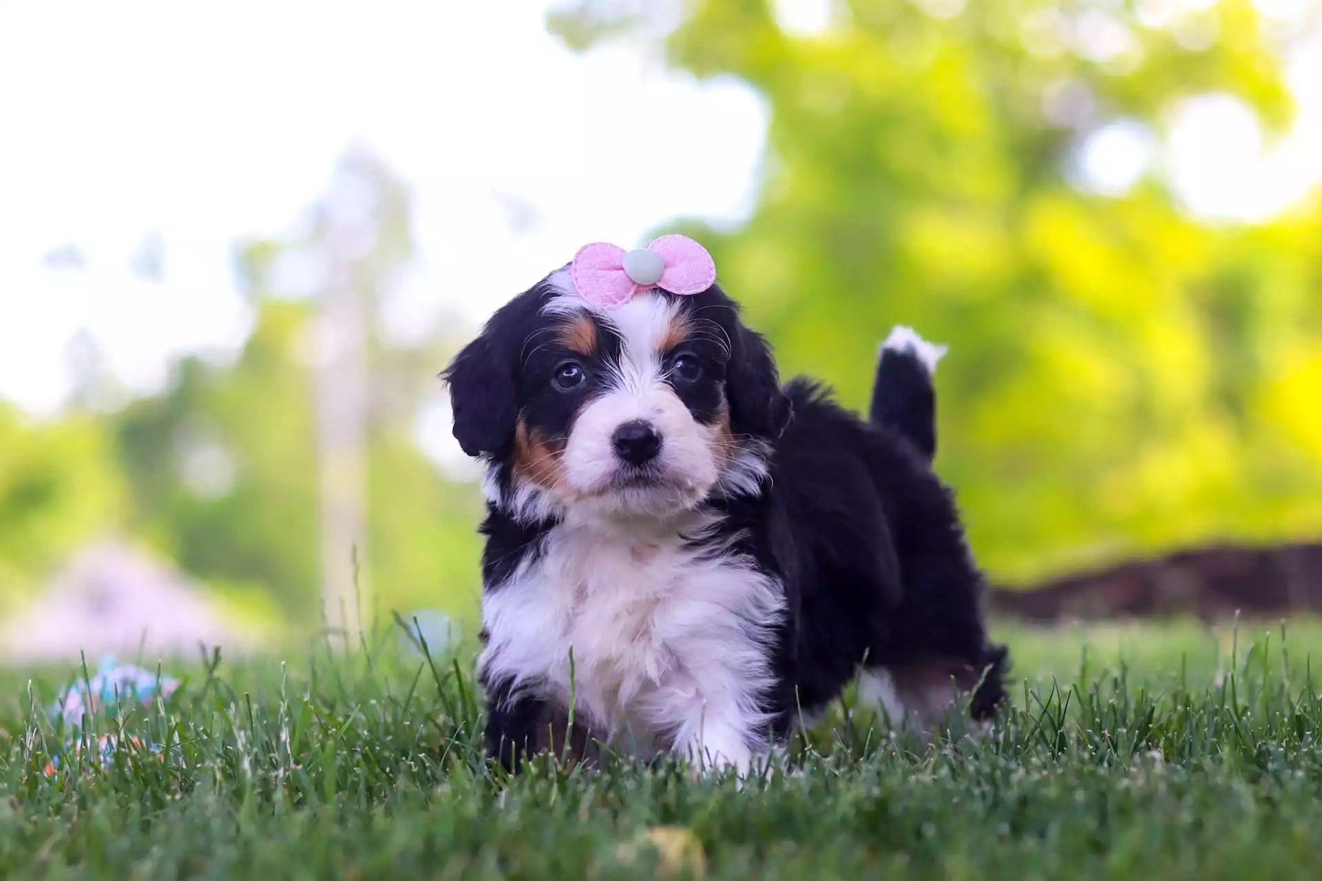 Puppy Image