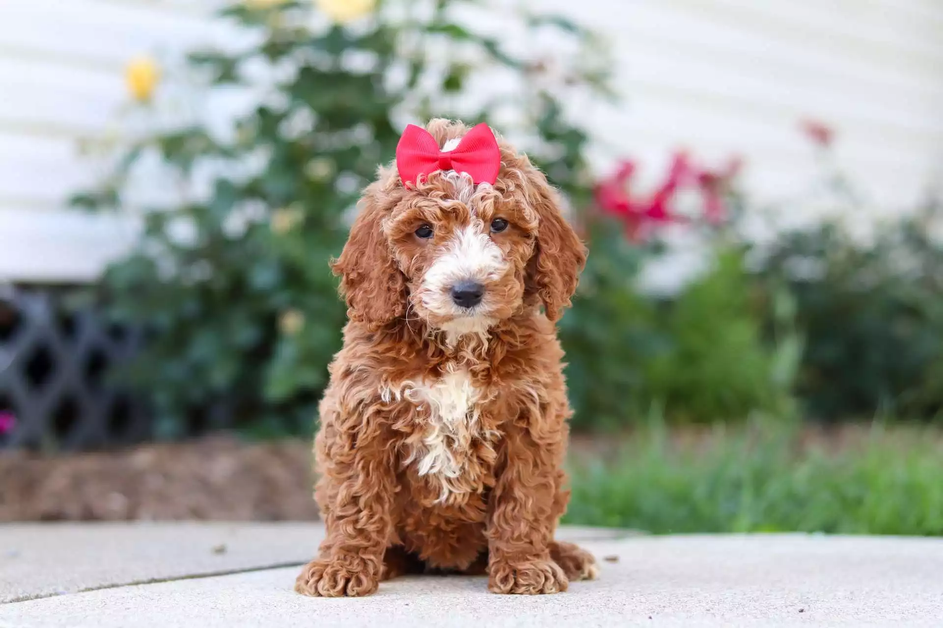 Reba