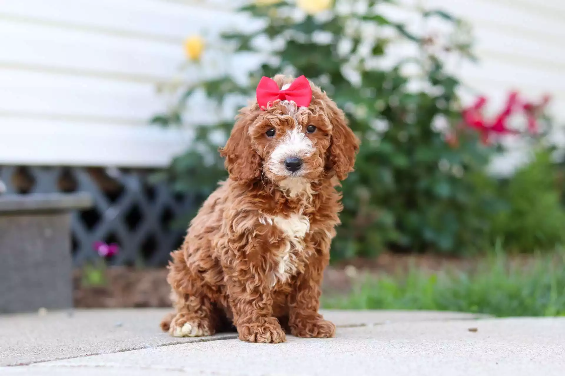 Puppy Image