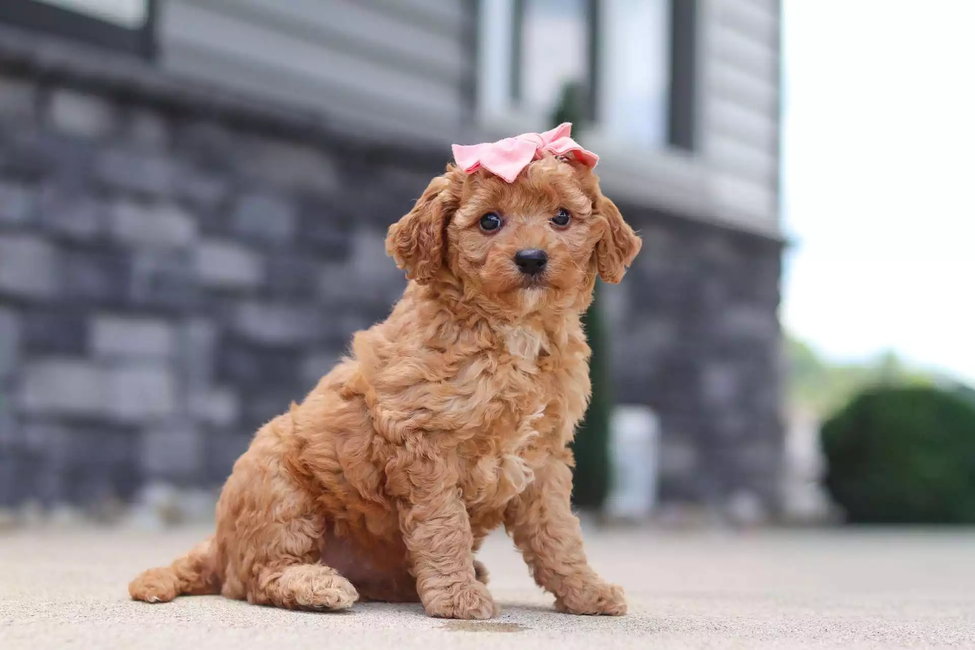 Puppy Image