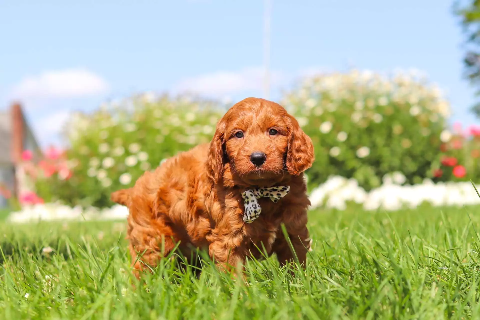 Hobbes