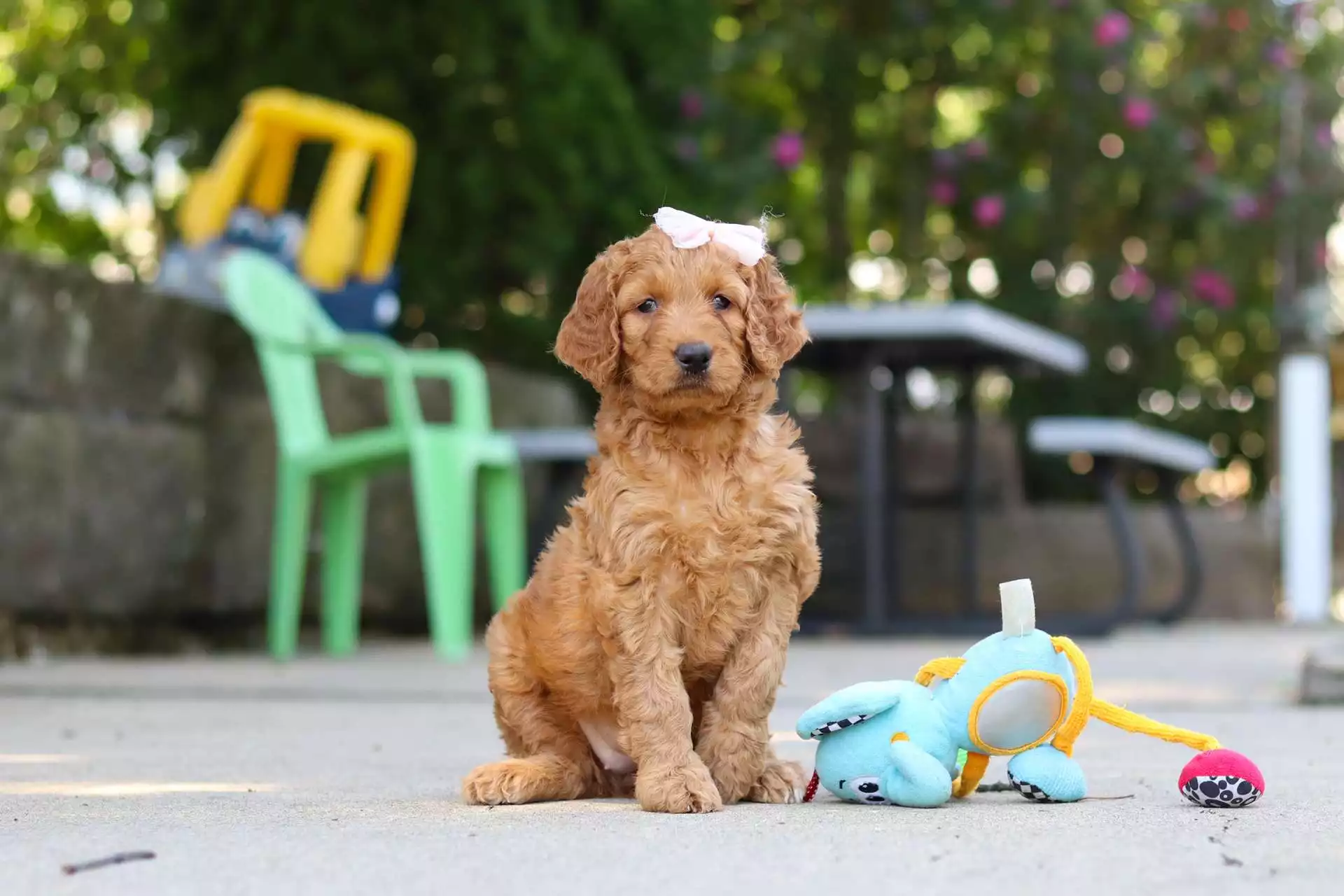 Puppy Image