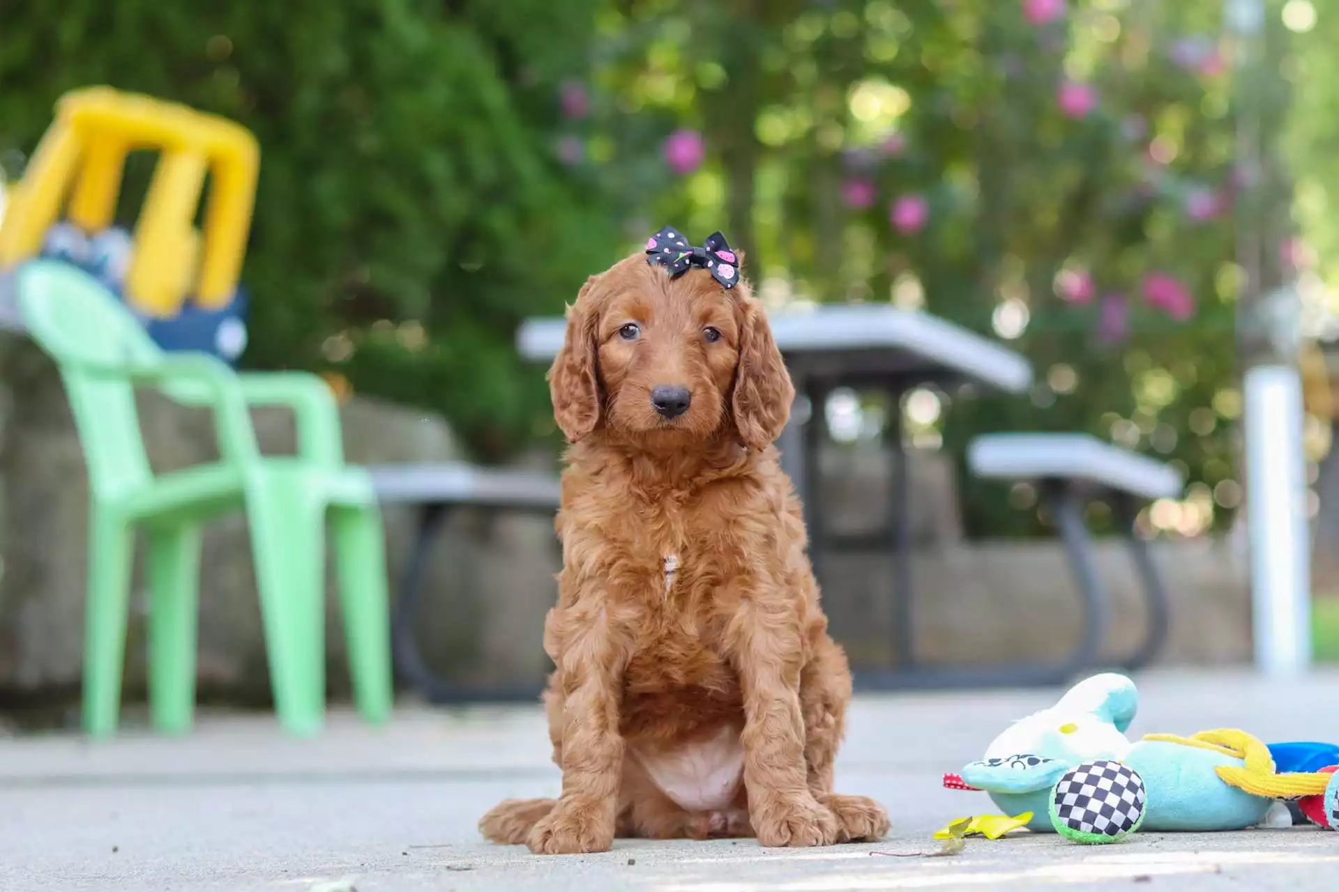 Puppy Image