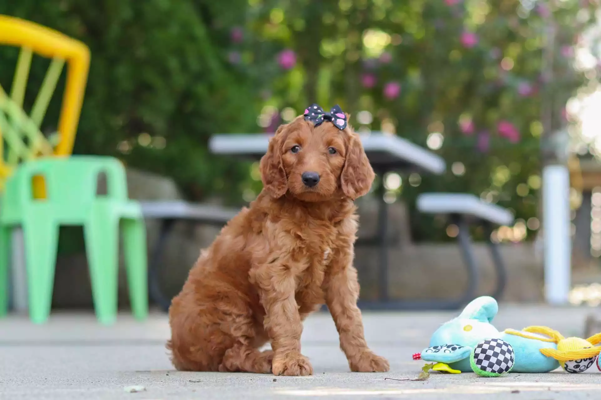 Puppy Image