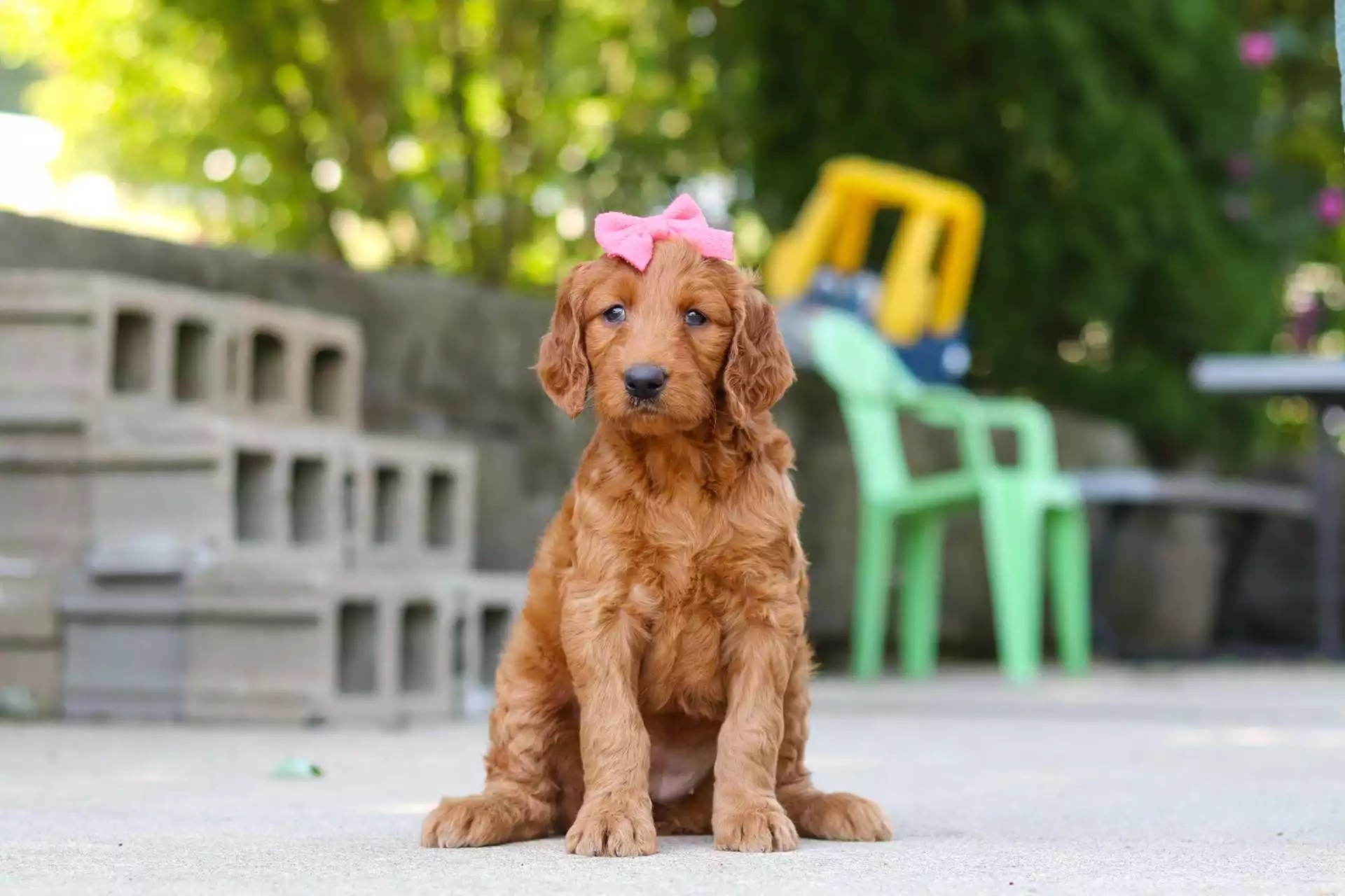 Puppy Image