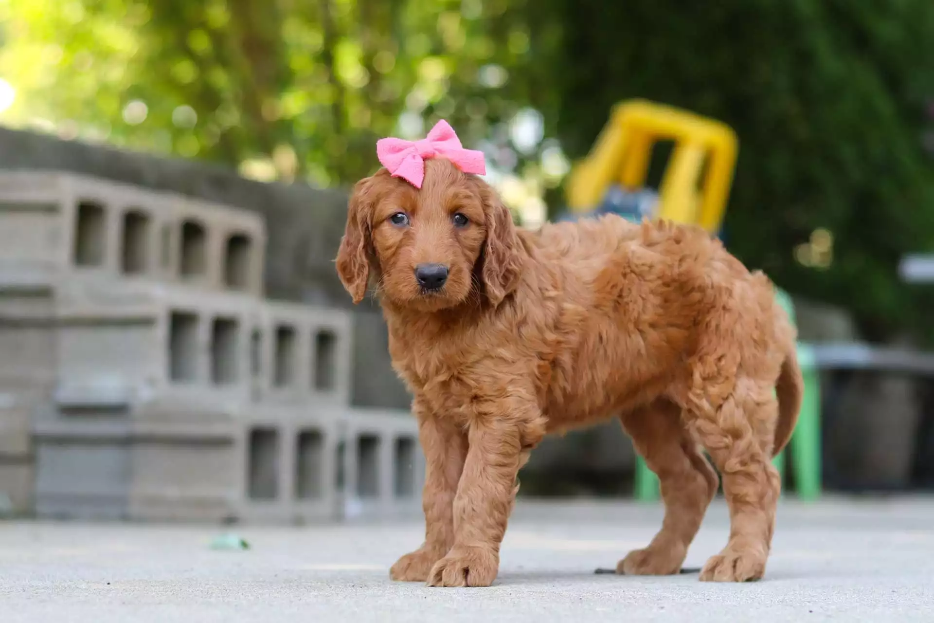 Puppy Image