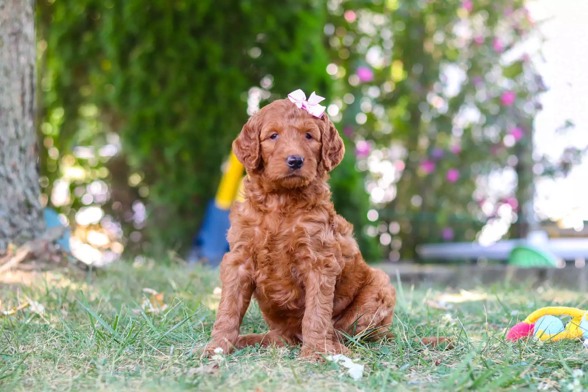 Puppy Image