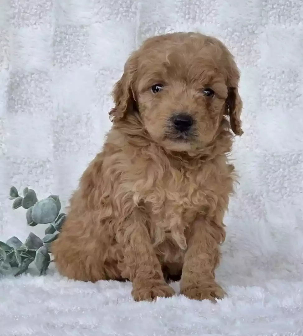 Puppy Image