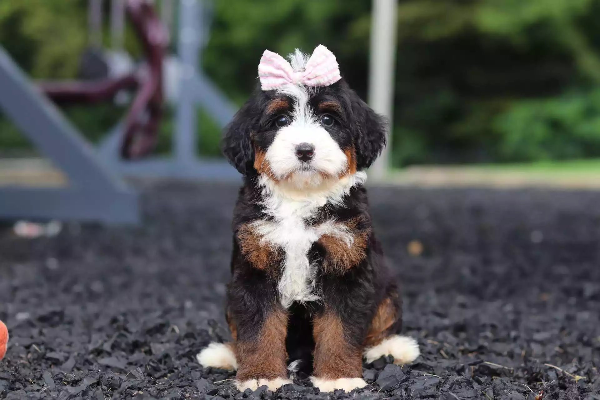 Puppy Image