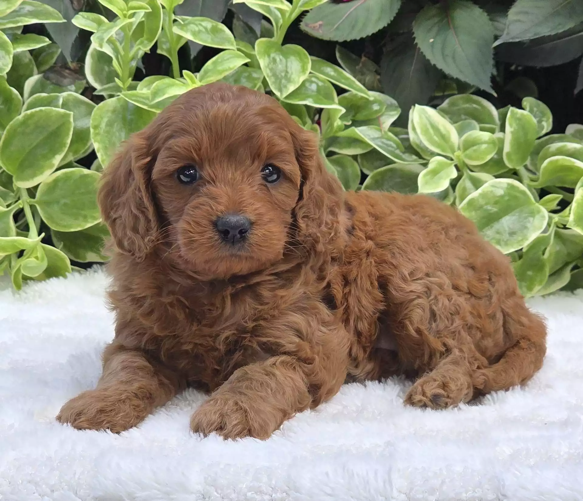 Puppy Image