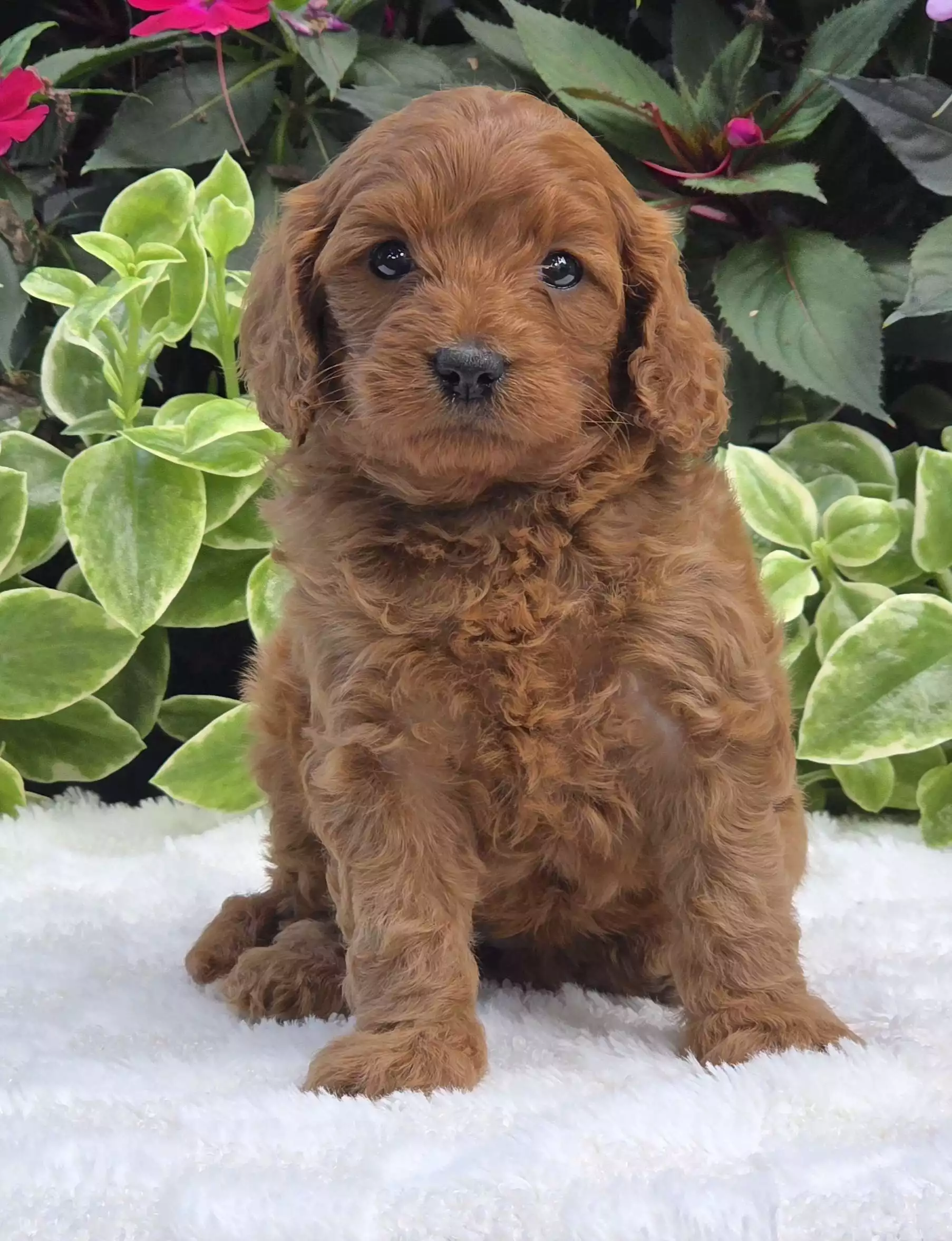 Puppy Image