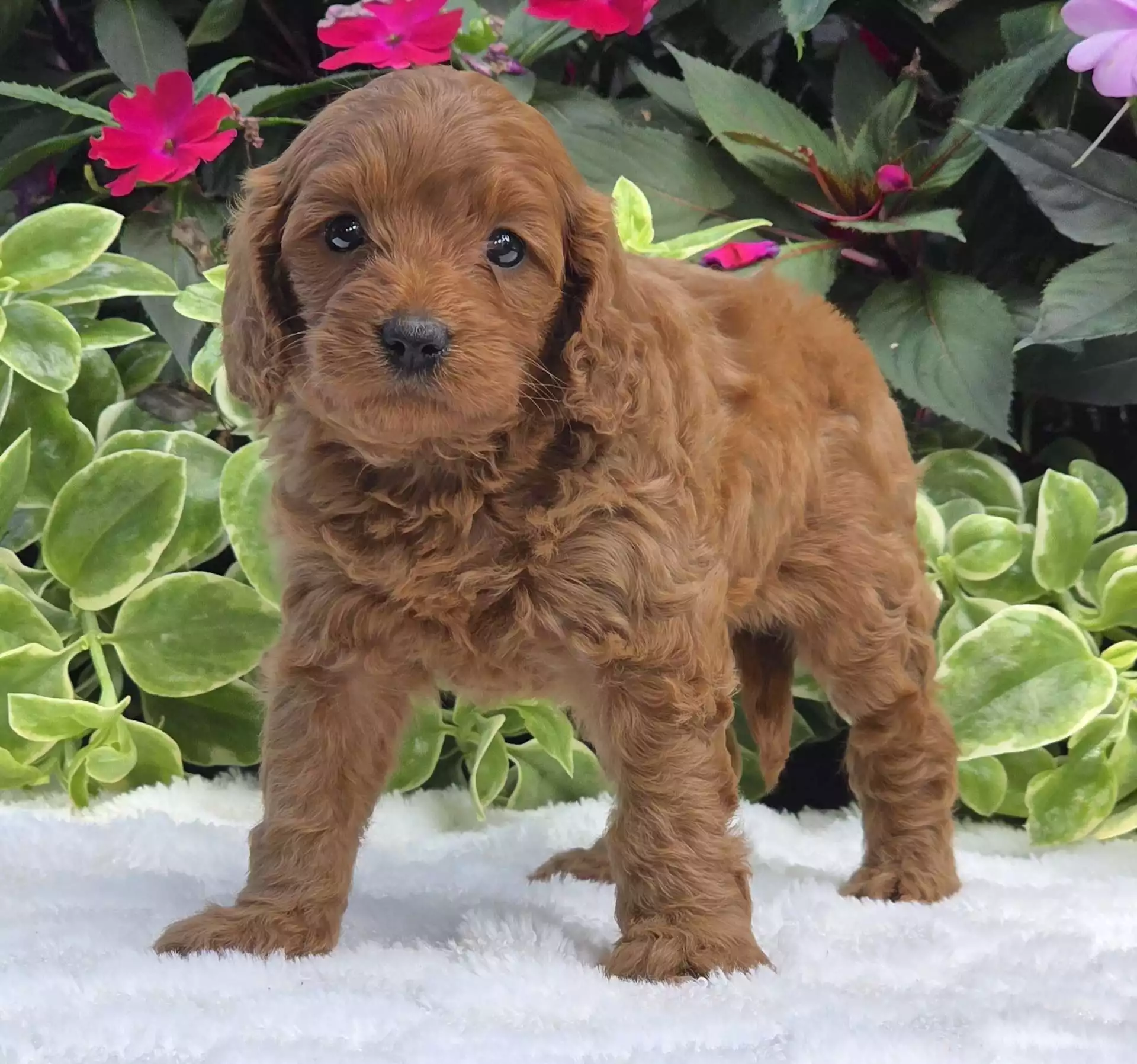 Puppy Image