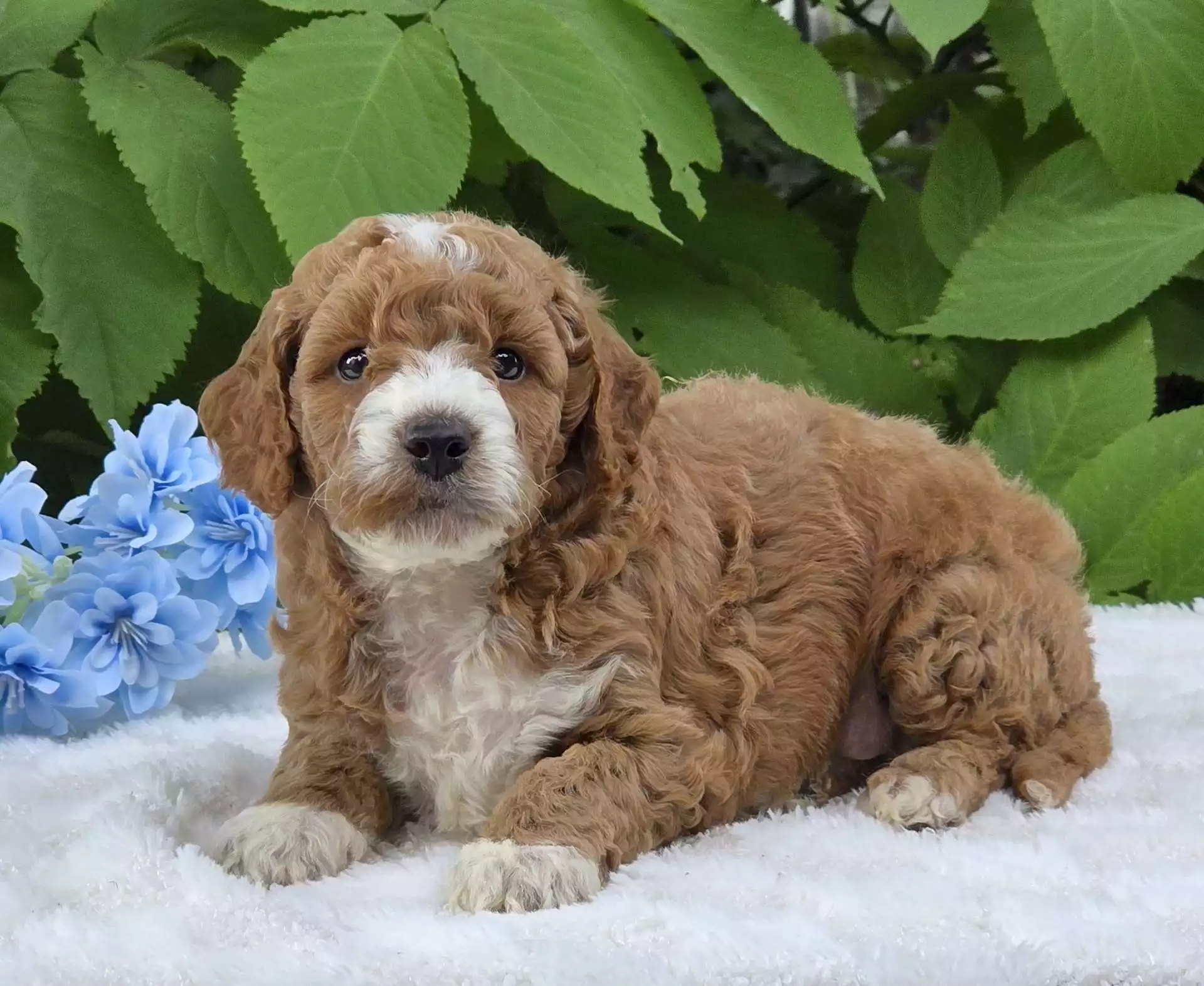 Puppy Image