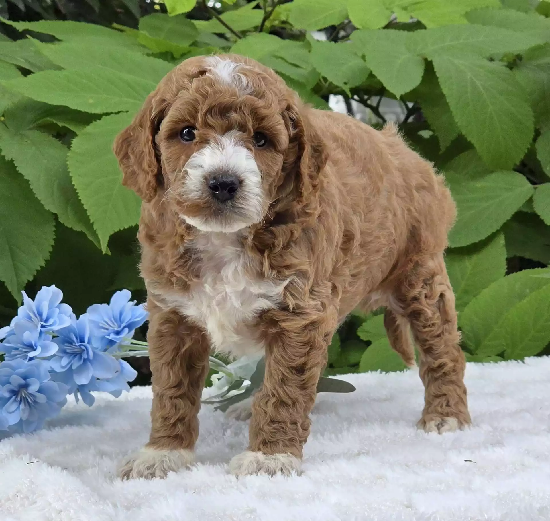Puppy Image