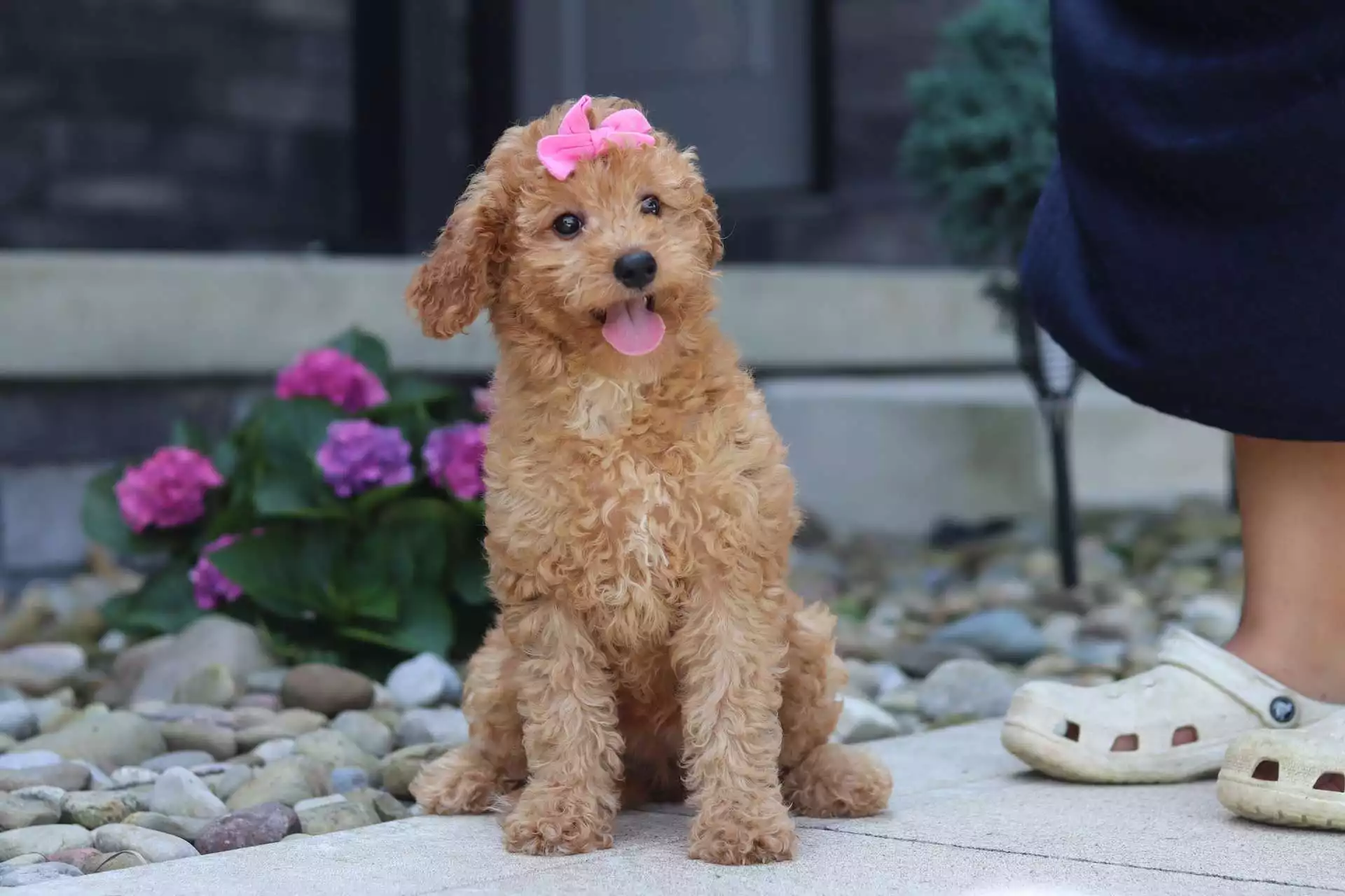 Blossom