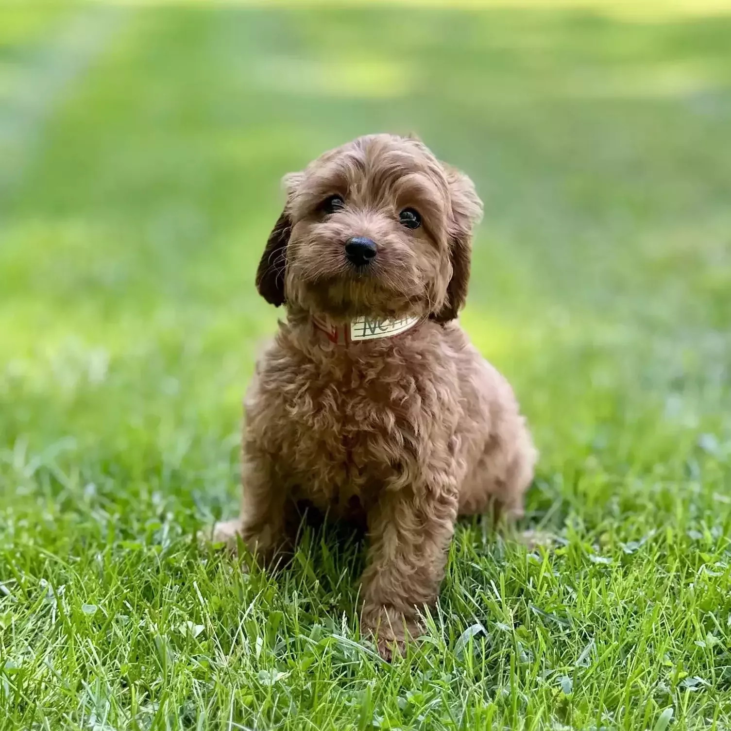 Puppy for Sale