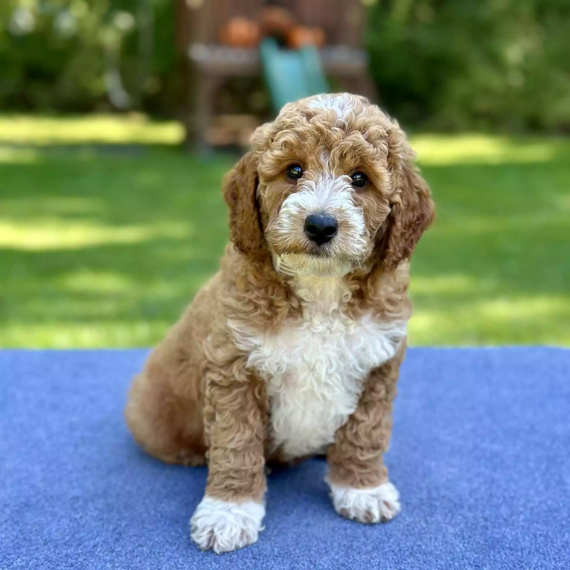 Puppy Image