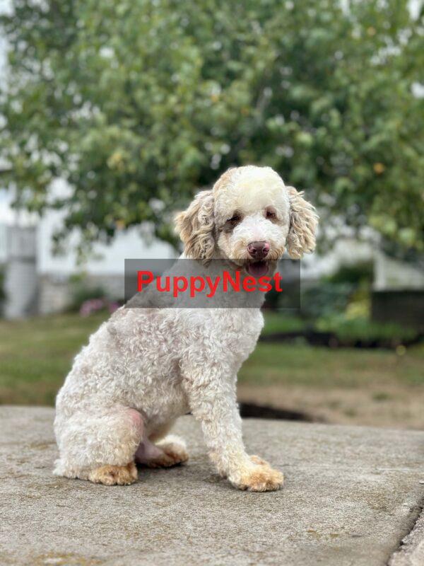 Puppy for Sale