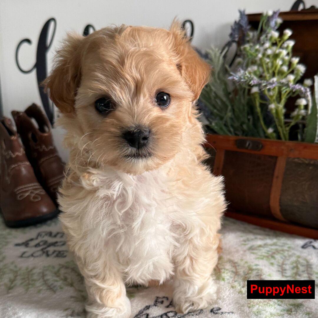 Puppy Image