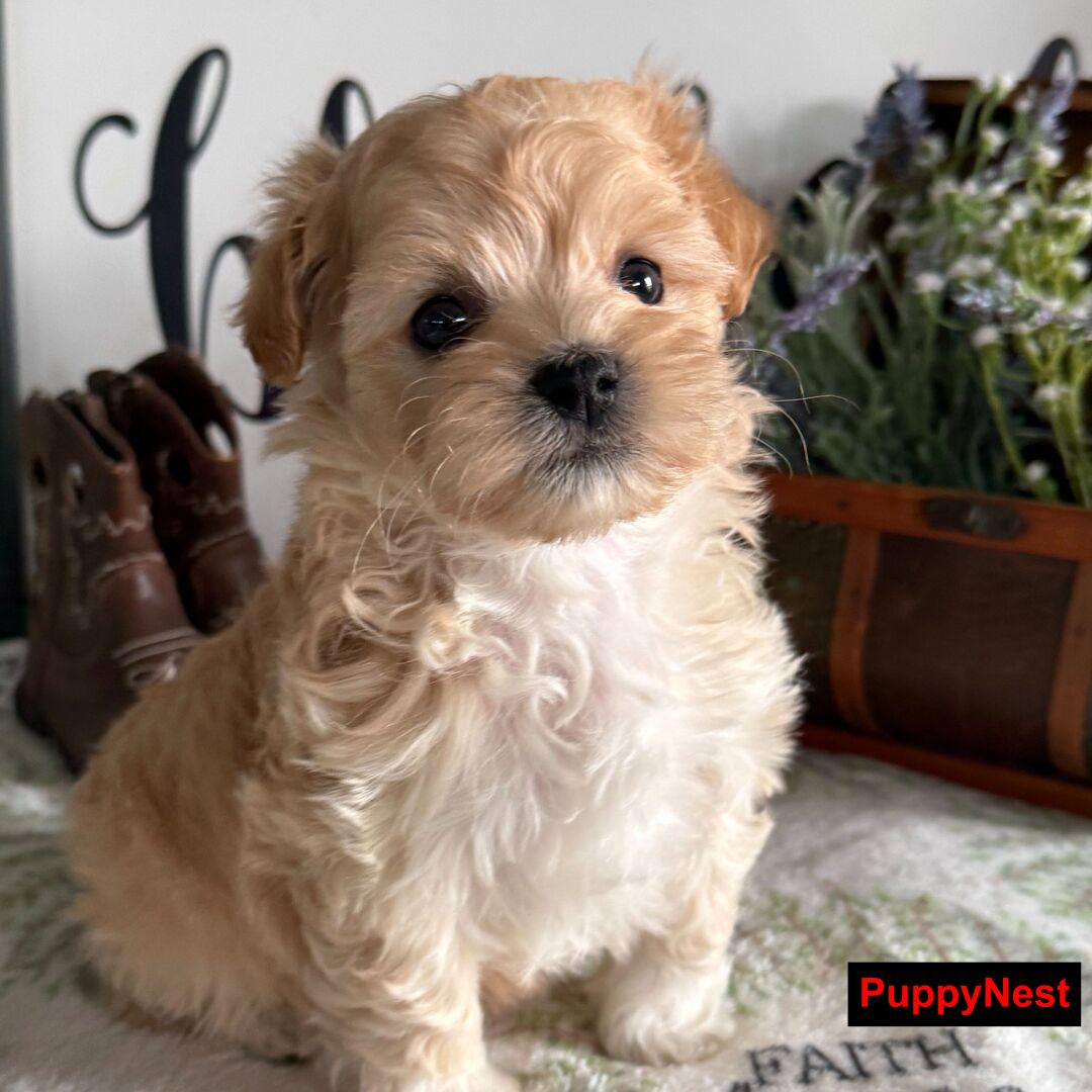 Puppy Image