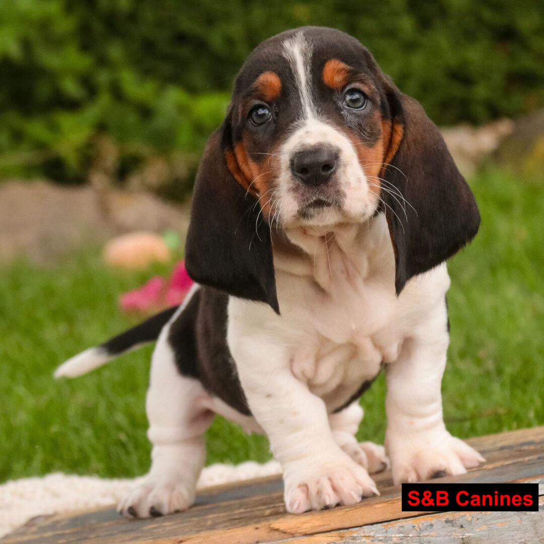 Puppy Image