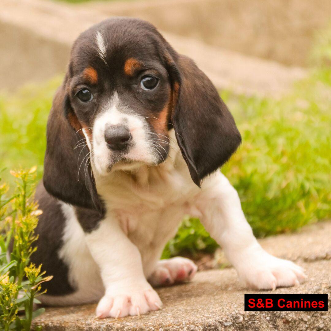 Puppy Image