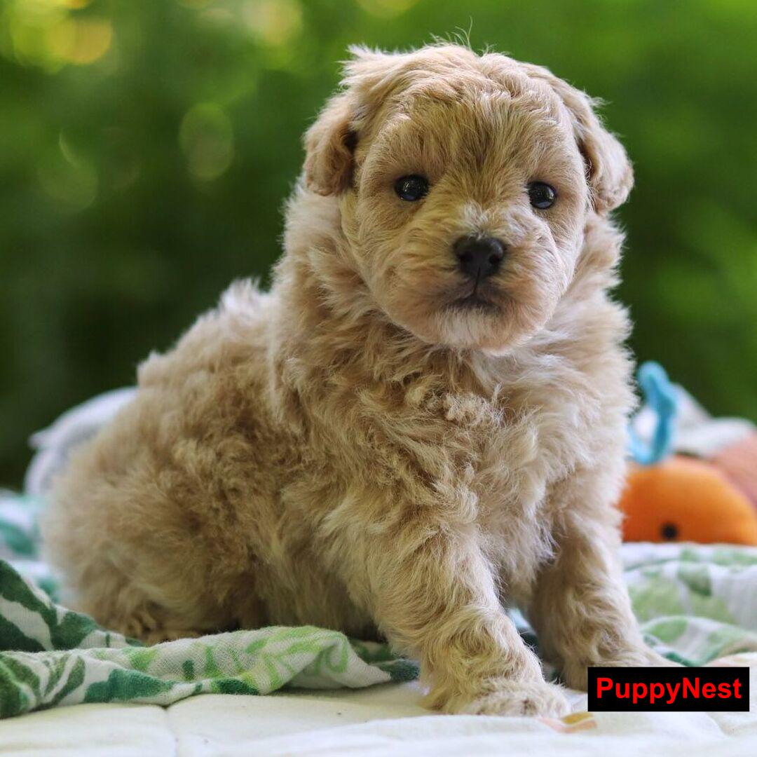 Puppy for Sale