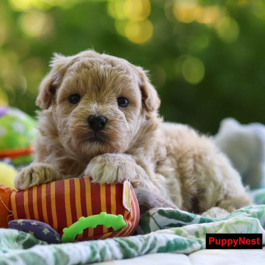 Puppy Image