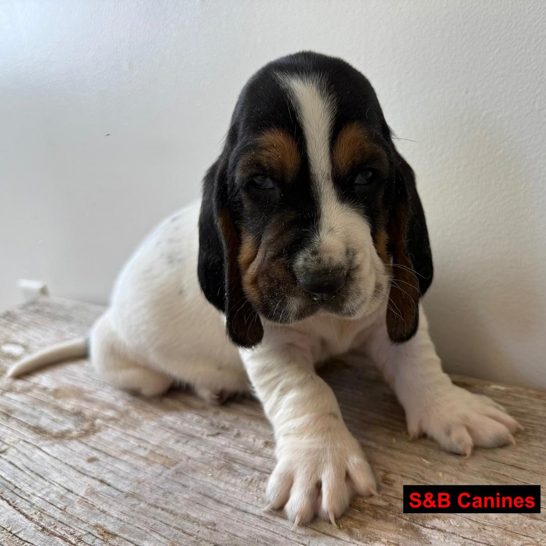 Puppy Image