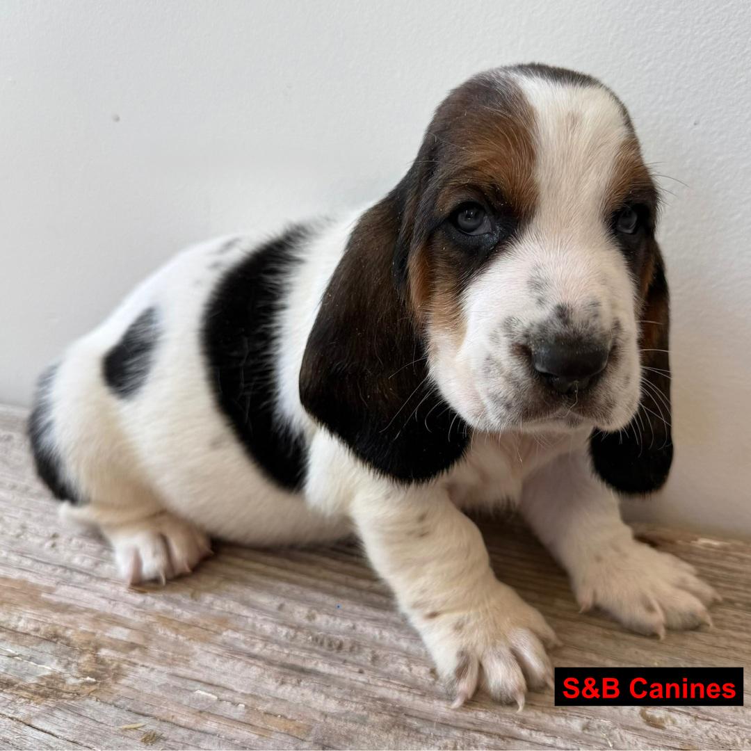 Puppy Image
