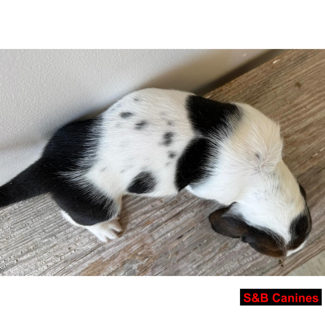 Puppy Image