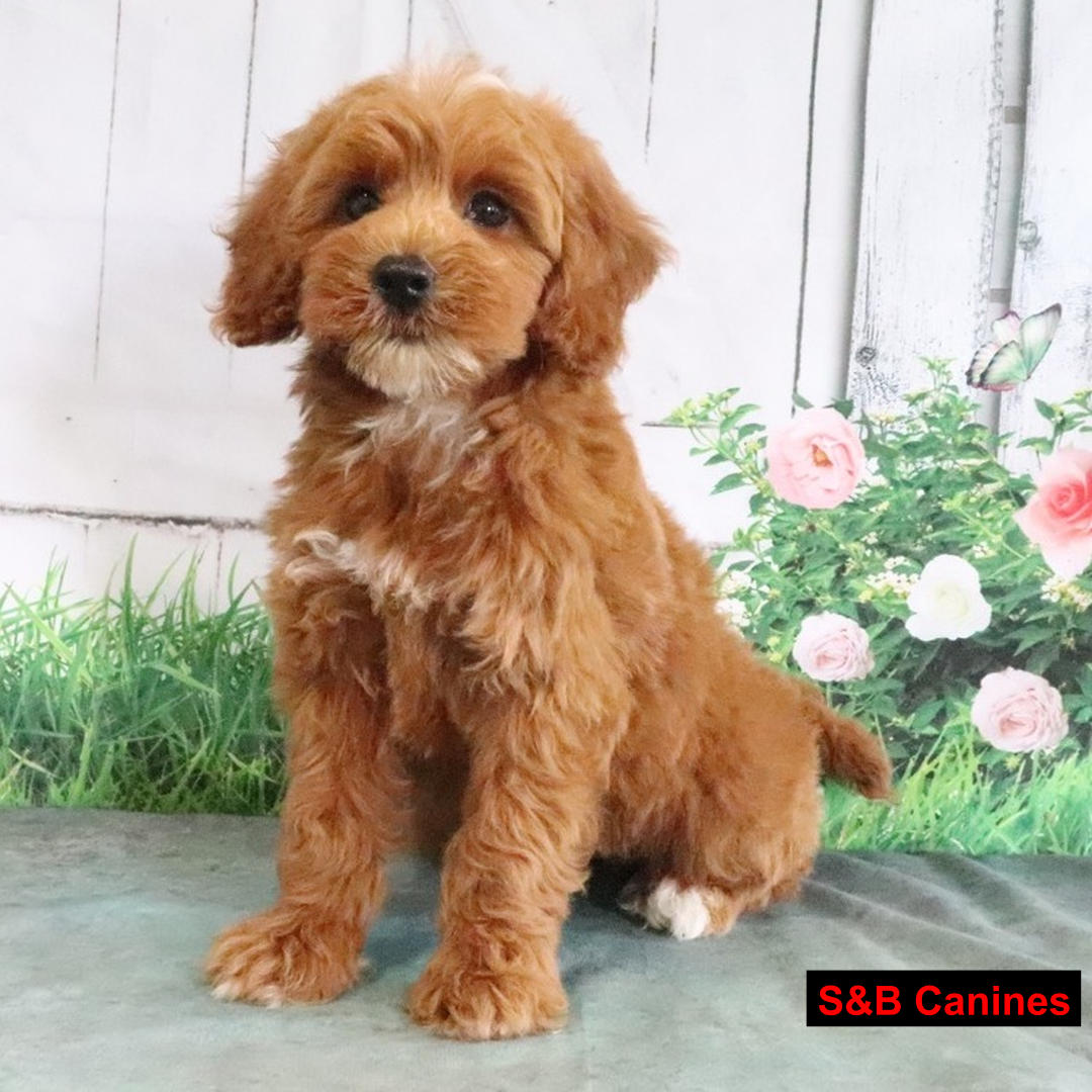 Puppy Image