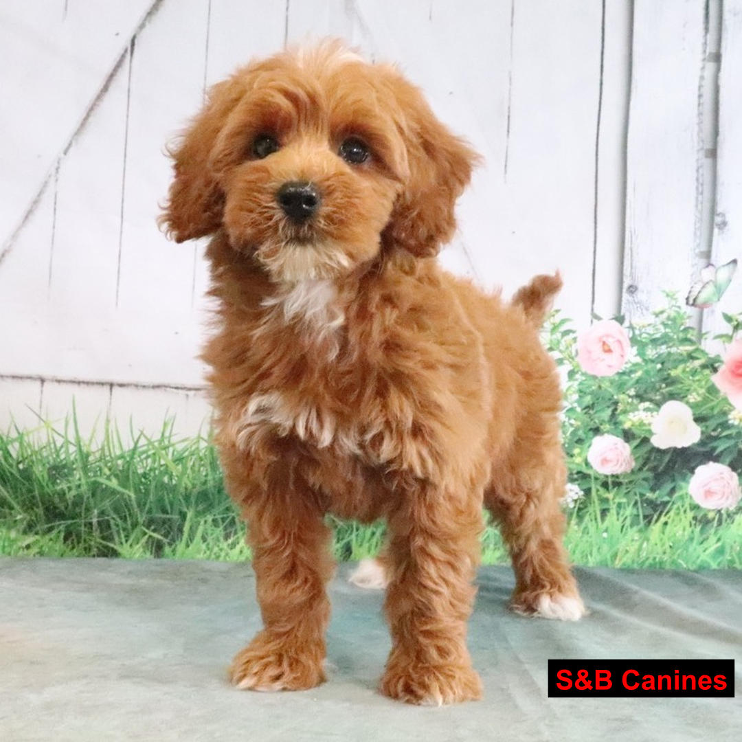 Puppy Image