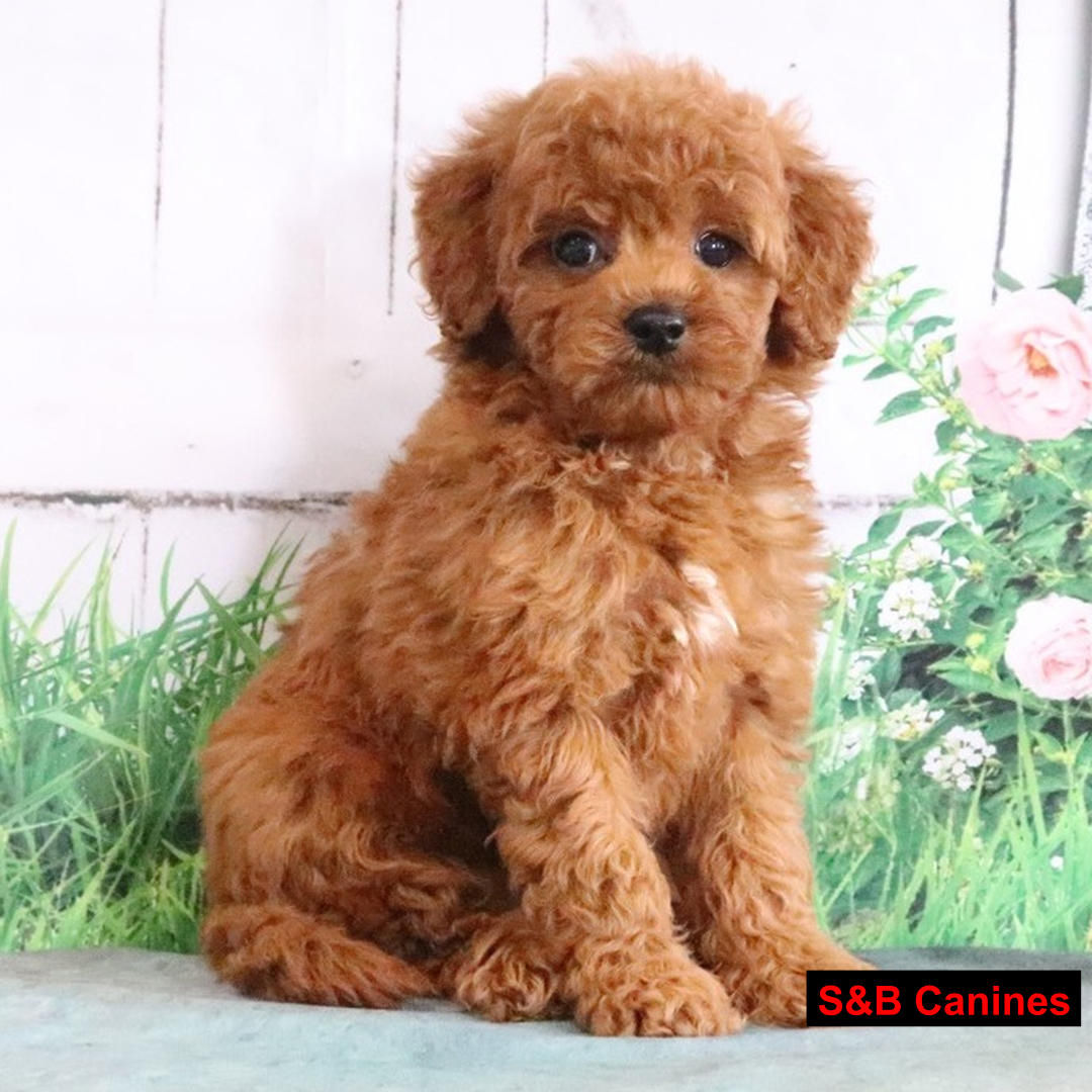 Puppy Image