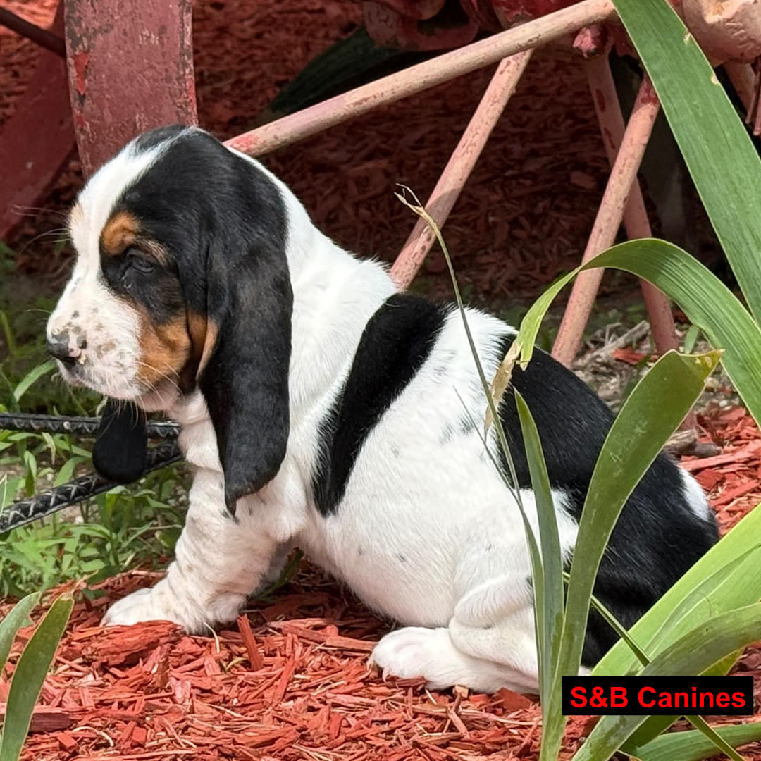 Puppy Image