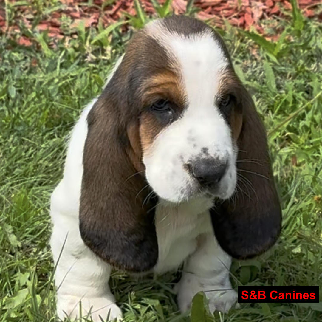 Puppy Image