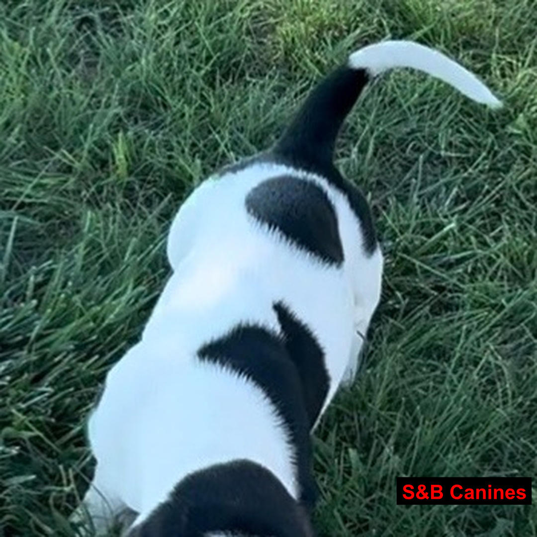 Puppy Image