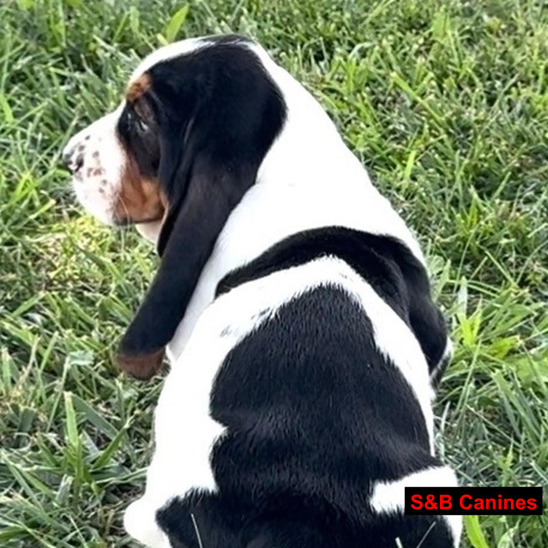 Puppy Image
