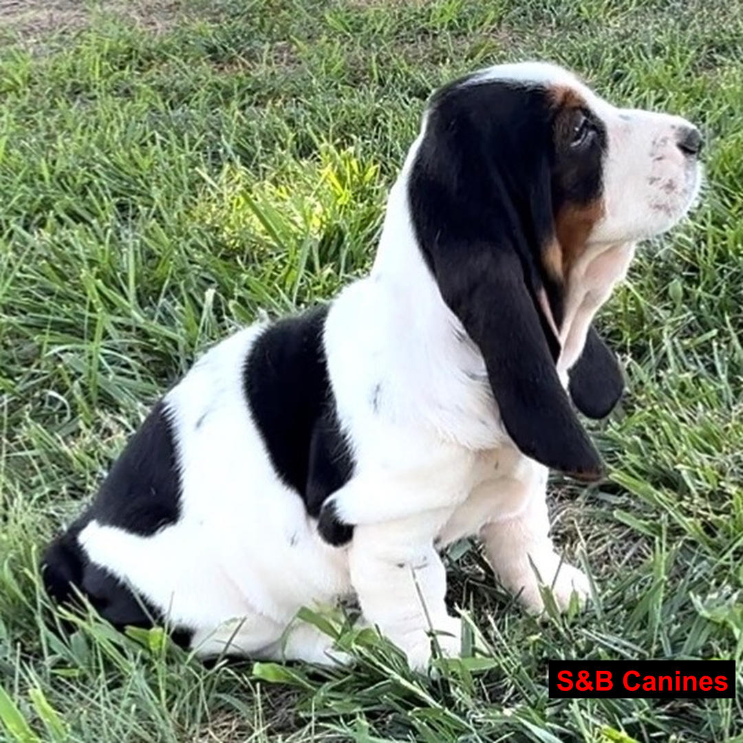 Puppy Image